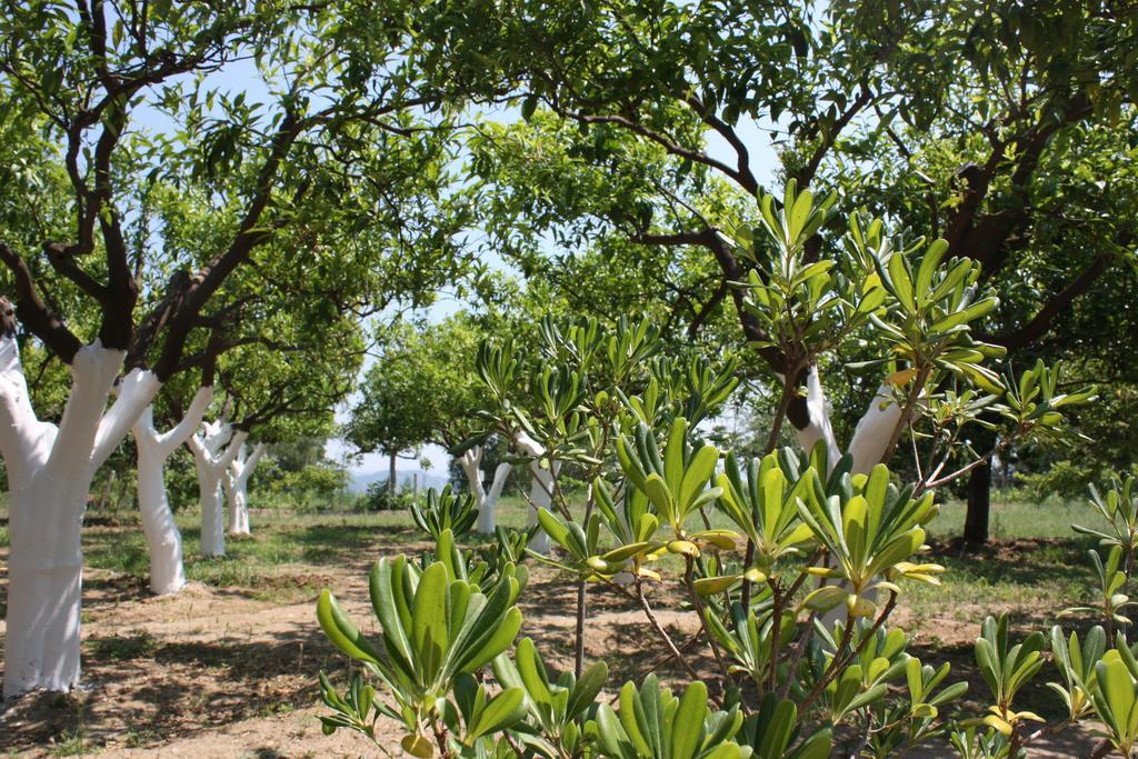 Azienda Agrituristica Biologica Il Querceto Santa Severina Dış mekan fotoğraf