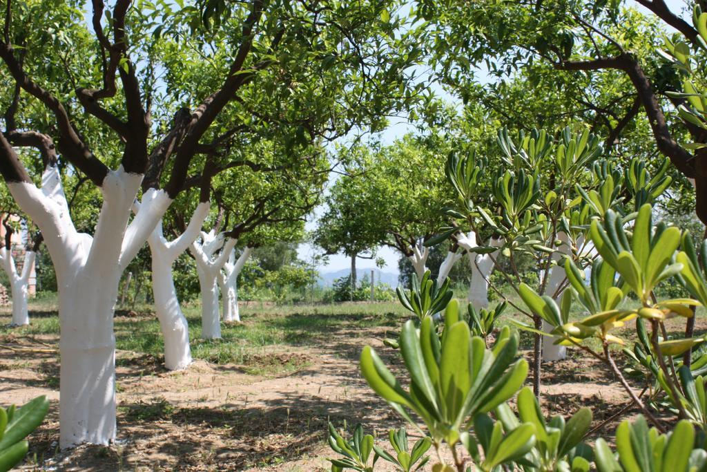 Azienda Agrituristica Biologica Il Querceto Santa Severina Dış mekan fotoğraf